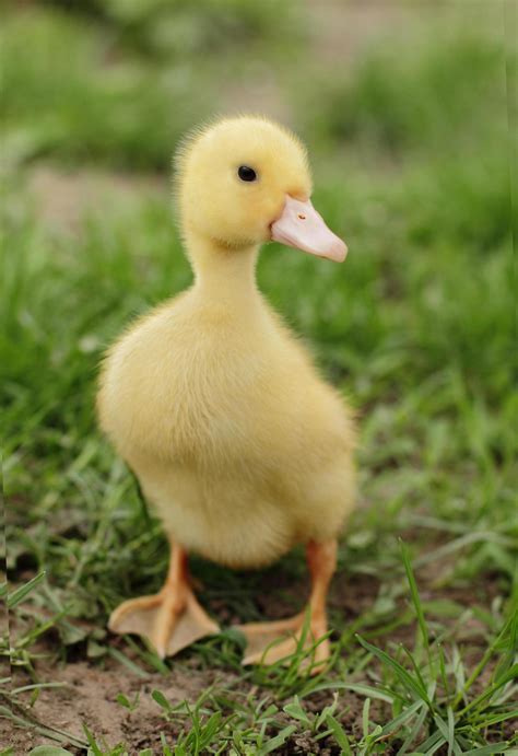 Small Cute Duckling Outdoors Stock Photo At Vecteezy