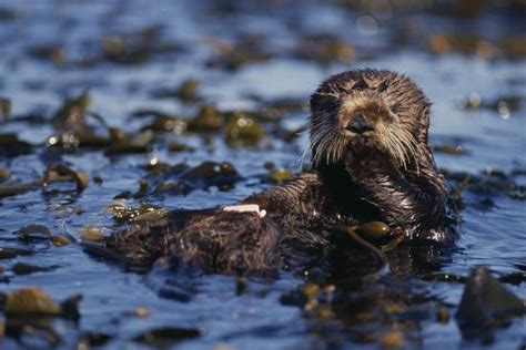 Sea Otter Floating In Kelp Photographic Print Dlillc
