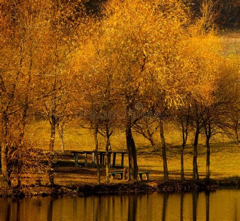 Autumn Landscape Beautiful Colored Trees Over The River Glowing In