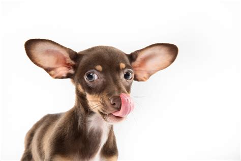 Big ears images on favim com. Cute puppy with really big ears and a big tongue