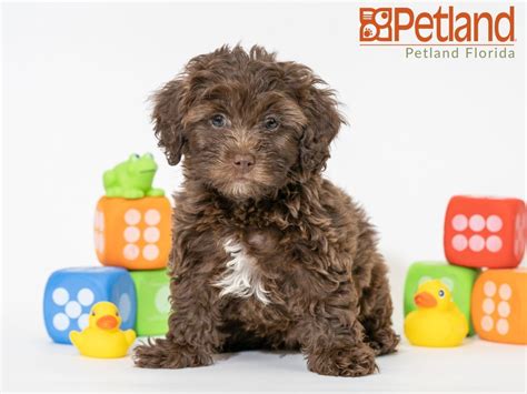 Find cockapoo puppies and dogs for adoption today! Petland Florida has Cockapoo puppies for sale! Check out ...
