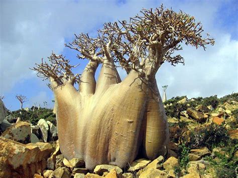 Socotra Island Yemen Weird Trees Unique Trees Socotra