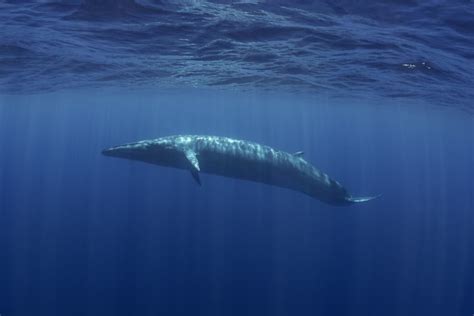 Suspected Brydes Whale Seen Off The Coast Of China Near Shenzhen