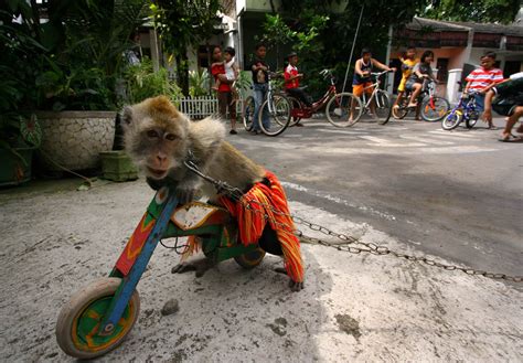 Hal Hal Unik Yang Ada Di Indonesiaku Pertunjukan Topeng Monyet