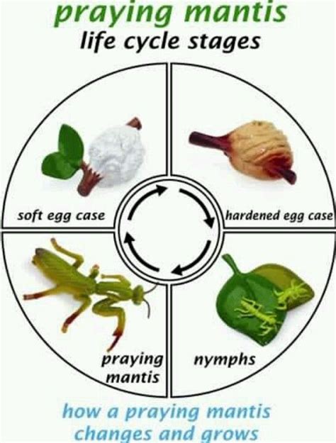 Praying Mantis Praying Mantis Praying Mantis Life Cycle Life Cycles