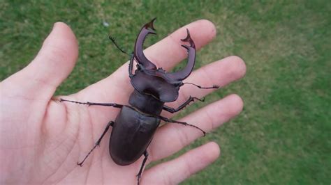 Giant Stag Beetle