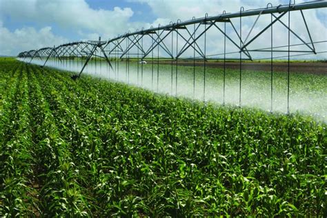 Water Management Beats Precision Fertilizing On Irrigated Land