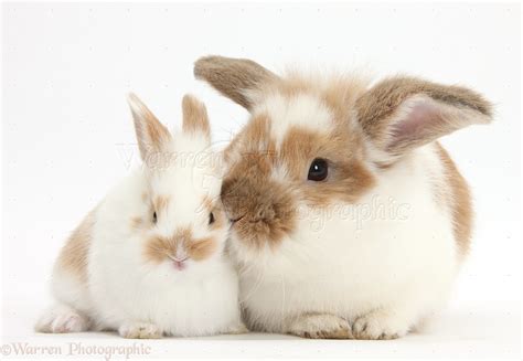 Brown And White Rabbit And Baby Bunny Photo Wp37144