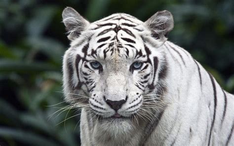 White Tiger Wallpapers Wallpaper Cave