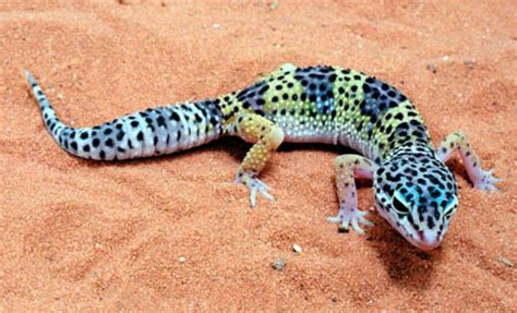 Ecole Youri Gagarine Gecko Leopard Gecko Cute Leopard Gecko