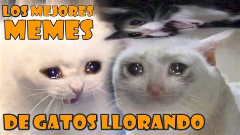 Los Mejores Memes De Gatos Llorando Memes De Gatos Parte 1 Youtube