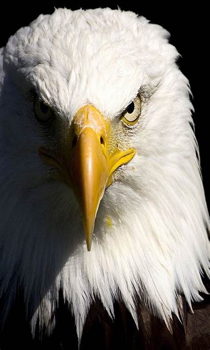 Eagle Eye Eagles Wallpapers Birds Bald Dna