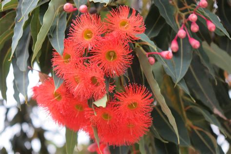 Mornington Peninsula Daily Its The Season For The Red Flowering Gum