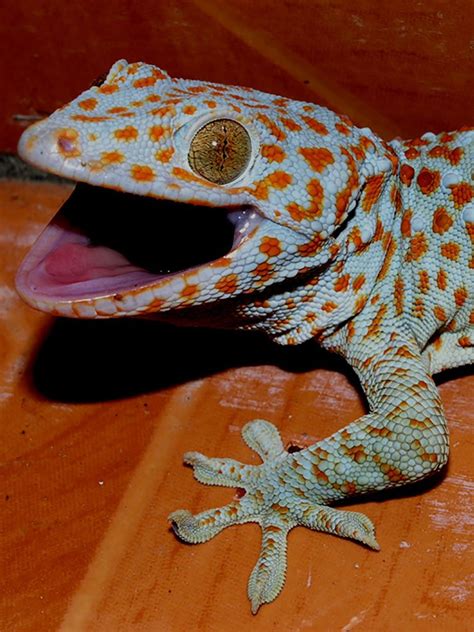 Tokay Gecko The Animal Facts