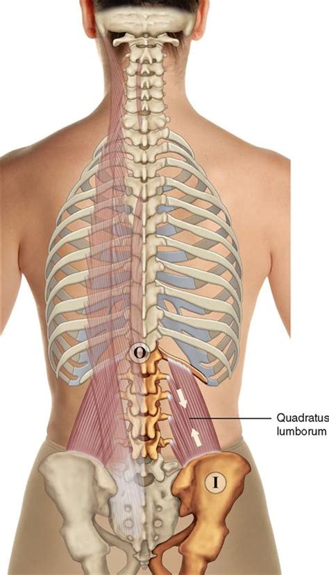 Rib Cage Anatomy Posterior View Human Skeleton System Anatomy With