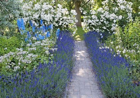 Maybe you would like to learn more about one of these? Lavendel als Beeteinfassung: Die wichtigsten Tipps ...
