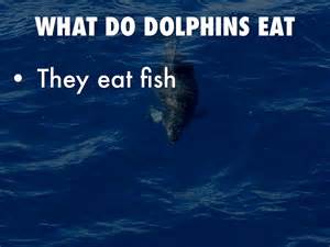 They are marine mammals, and they are carnivores. What Do Dolphins Eat? They Eat Fish by p209