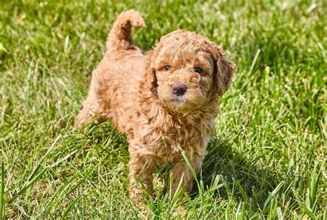 Mini english teddy bear goldendoodle. Mini Goldendoodle: A Small And Mighty Teddy Bear Mix