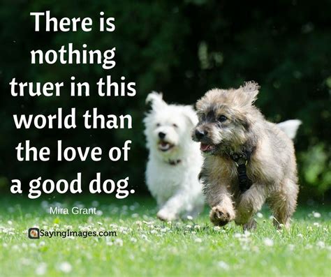 50 Dog Quotes For People Who Love Dogs Sayingimages Dogquotes