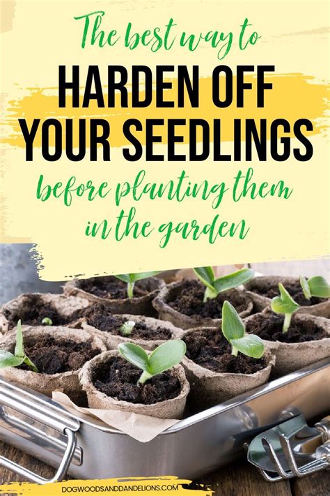 Hardening Off Seedlings Is Important To Ensure Success When You