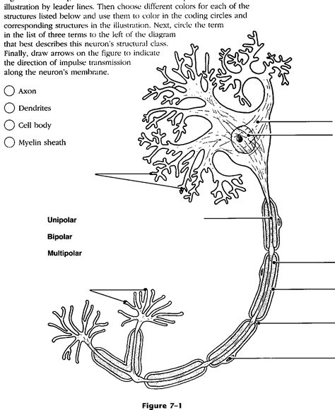 Free Nervous System Coloring Pages