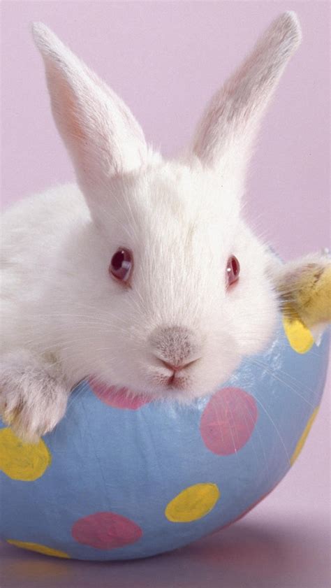Free Download Cute Easter Bunny Iphone 5 Hd Wallpapers
