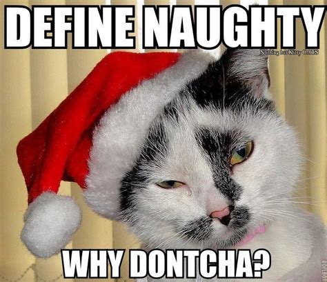 Funny Christmas Cat Memes Memestund