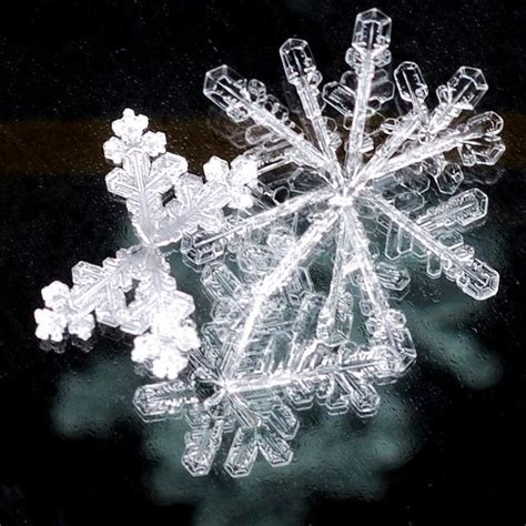 Snow Flake Snowflakes Real Snowflakes Snow Crystal