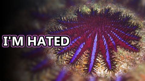 Crown Of Thorns Starfish Facts Destroyers Of The Reef Animal