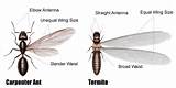 Images of Termite Wings Vs Ant Wings