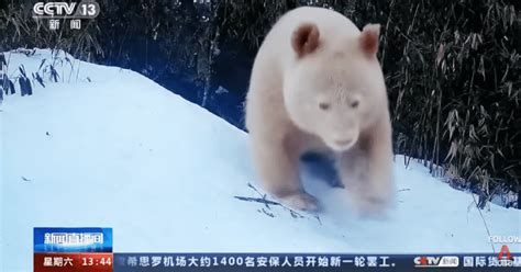 Worlds Only All White Albino Panda Caught On Camera In China In Rare
