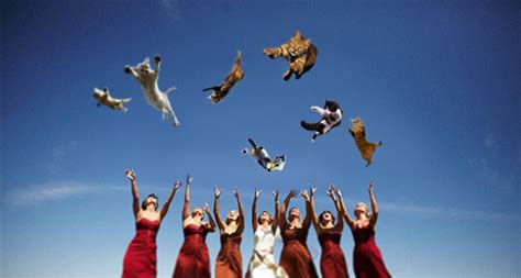 The hot new blog brides throwing cats will change your life forever! Brides Throwing Cats