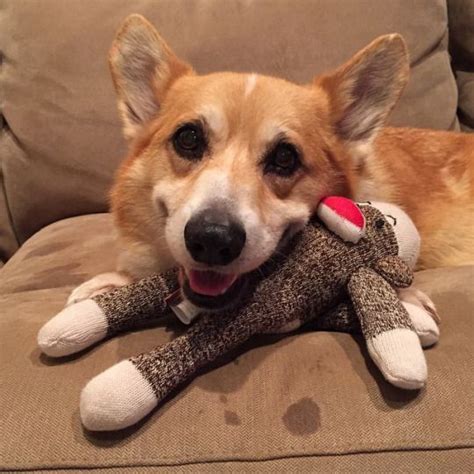 Have We Told You How Much Hamby Loves His New Three Corgis Action Photos Corgi Love