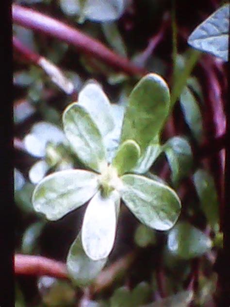 We did not find results for: Manfaat Daun Krokot Untuk Kesehatan/Obat Tradisional ...