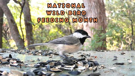 National Wild Bird Feeding Month