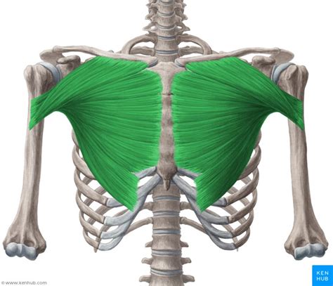 Each pectoralis major muscle extends from the sternum in the middle of the chest to the. Pectoralis major muscle (Musculus pectoralis major ...