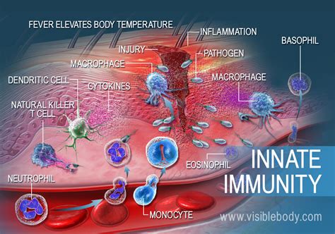 Lymphatic Immunity