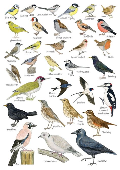 British Garden Birds Identification A5 Card Postcard Art