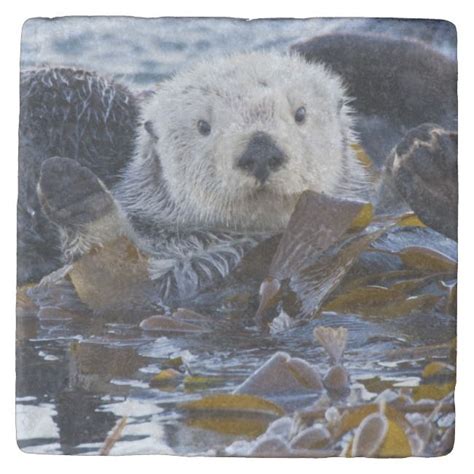 Sea Otter Wrapped In Kelp Stone Coaster Sea