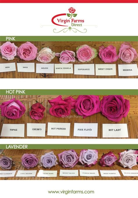 Rose Variety Comparison Chart Pink Hot Pink And Lavender Pink Rose
