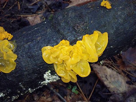 Survivaltek Edible Witches Butter Jelly Fungus