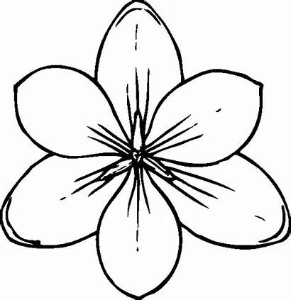 Flower Coloring Pages Flowers Printable