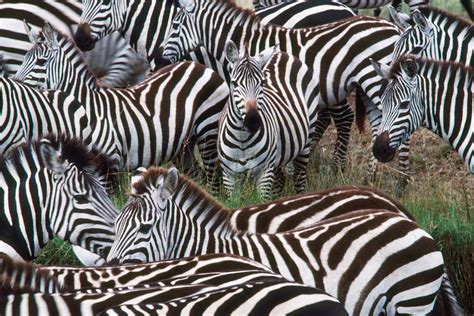 How Did The Zebra Get Its Stripes New Scientist