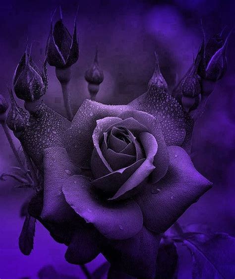 18 Best Images About Gothic Flowers On Pinterest Black