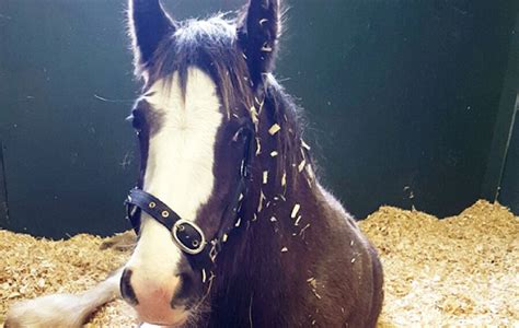Injured Foal Recovering After Being Dumped In Essex Horse And Hound