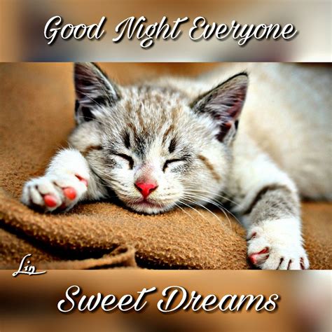 Goodnight Everyone And Sweetdreams Cute Kitten Cat Mymess