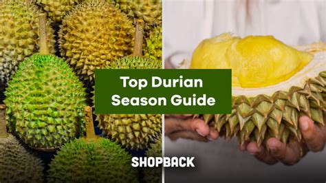 Year of the durian we travel for durian длительность: Your Durian Season Guide: Where and How To Get Your Durians!