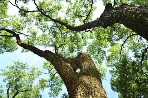 I would suggest not using synthetic camphor oil at all for hair and skin care but you can use it as an insecticide. Uses of Camphor Water | Livestrong.com