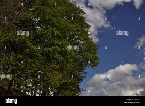 Green And Natural Natural Blue Sky And White Clouds Hi Res Stock