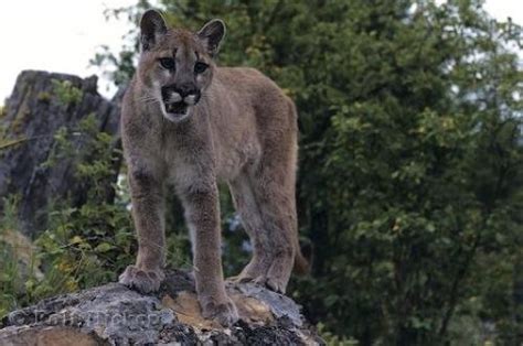 Cougar Photo Canada Photo Information